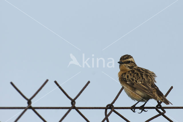 Paapje (Saxicola rubetra)