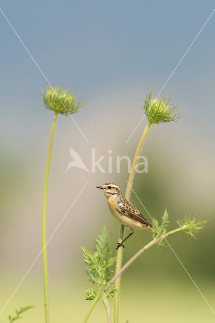 Paapje (Saxicola rubetra)