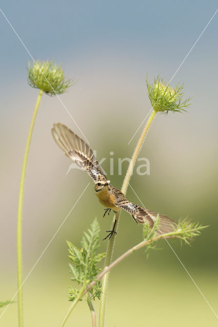 Paapje (Saxicola rubetra)