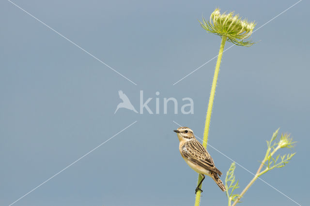 Paapje (Saxicola rubetra)