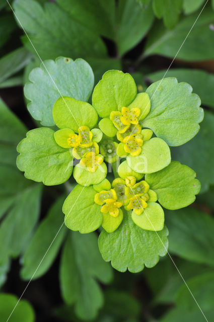 Opposite-leaved Golden Saxifrage (Chrysosplenium oppositifolium)