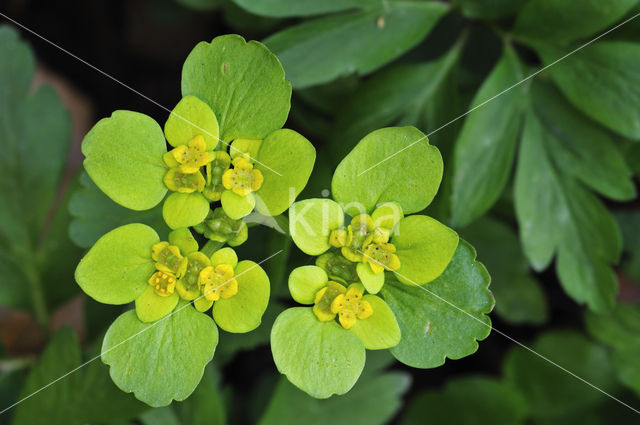 Opposite-leaved Golden Saxifrage (Chrysosplenium oppositifolium)
