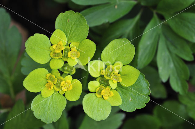 Paarbladig goudveil (Chrysosplenium oppositifolium)