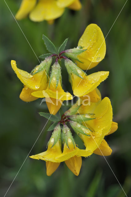 Horse-shoe Vetch (Hippocrepis comosa)