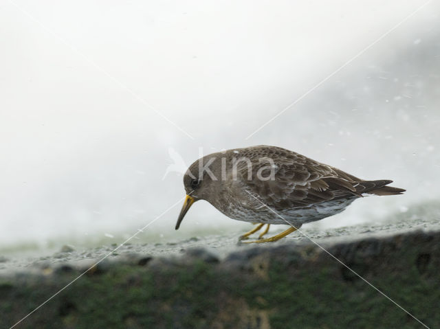 Paarse Strandloper (Calidris maritima)