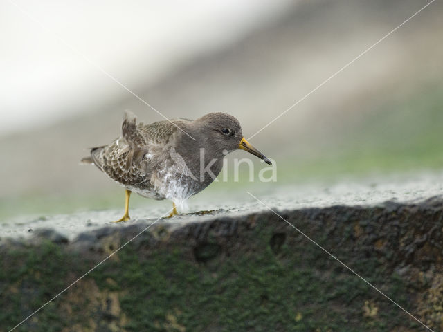 Purple Sandpiper (Calidris maritima)