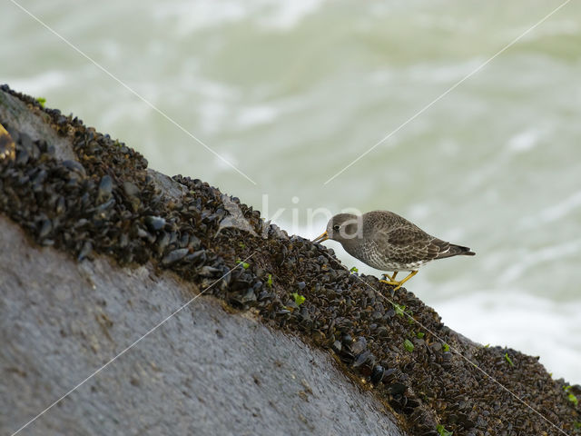 Paarse Strandloper (Calidris maritima)