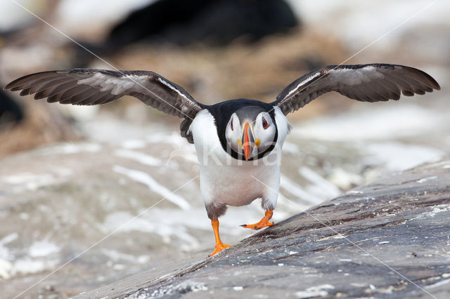 Atlantic Puffin (Fratercula arctica)