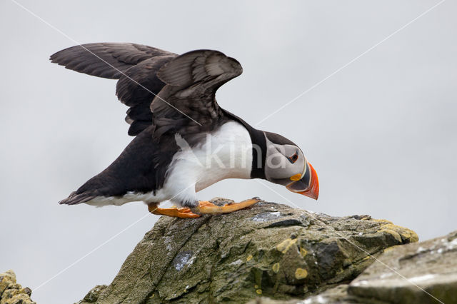 Atlantic Puffin (Fratercula arctica)