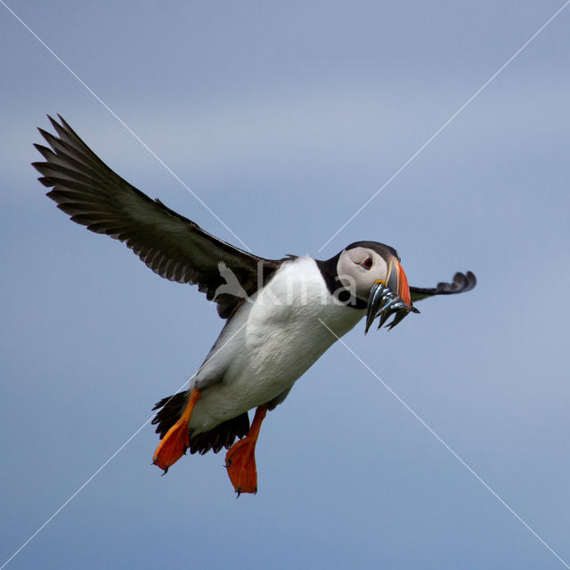 Atlantic Puffin (Fratercula arctica)