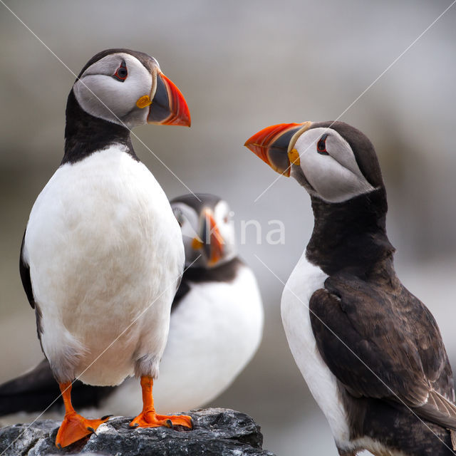 Atlantic Puffin (Fratercula arctica)