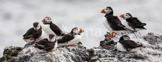 Atlantic Puffin (Fratercula arctica)