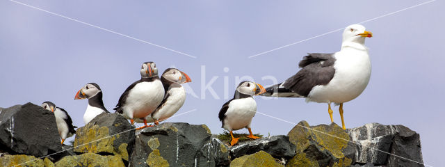 Atlantic Puffin (Fratercula arctica)