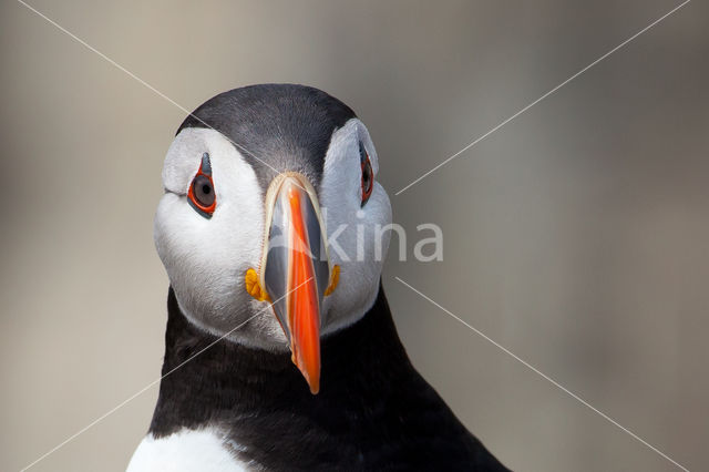 Atlantic Puffin (Fratercula arctica)