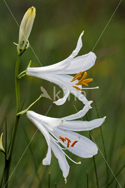 St. Bruno's Lily (Paradisea liliastrum)