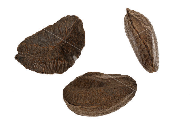 Brazil-nut Tree