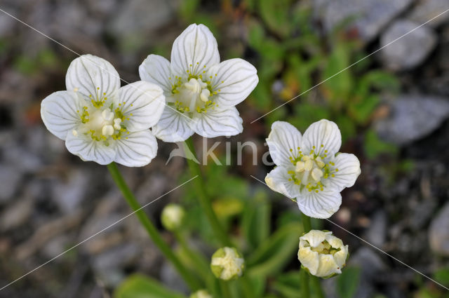 Northern Grass-of-parnassus (Parnassia palustris)