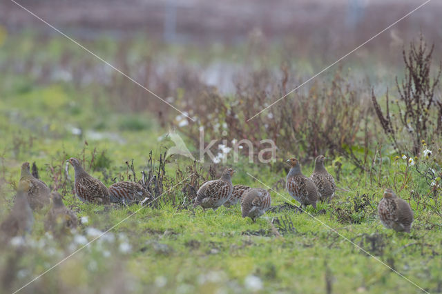 Grey Partridge (Perdix perdix)