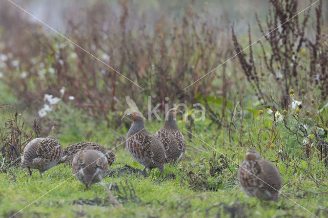 Grey Partridge (Perdix perdix)