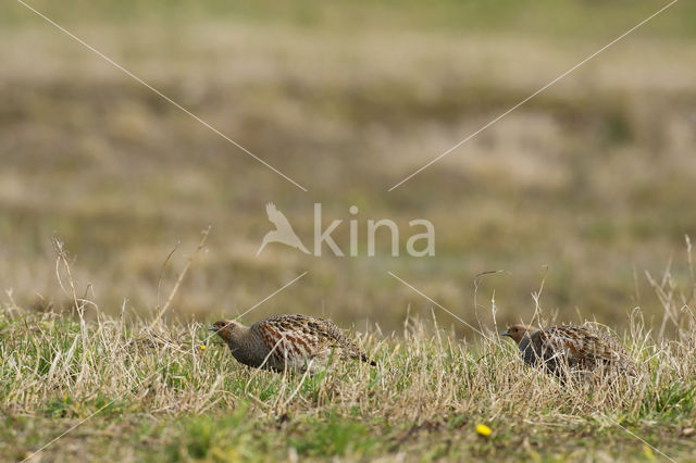 Grey Partridge (Perdix perdix)