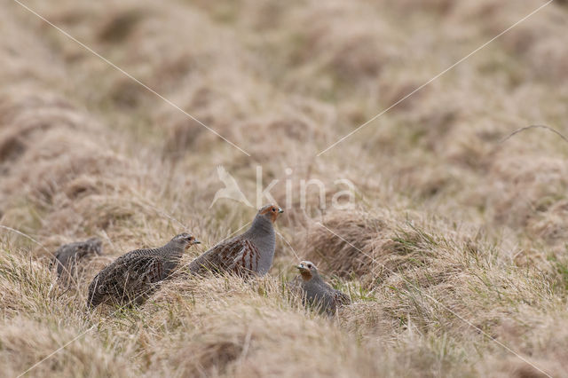 Grey Partridge (Perdix perdix)