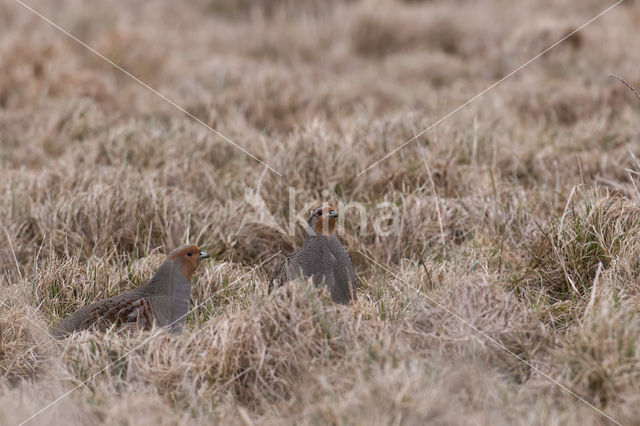 Grey Partridge (Perdix perdix)