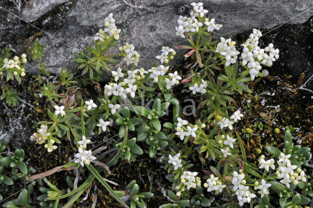 Alpine Mezereon (Daphne alpina)