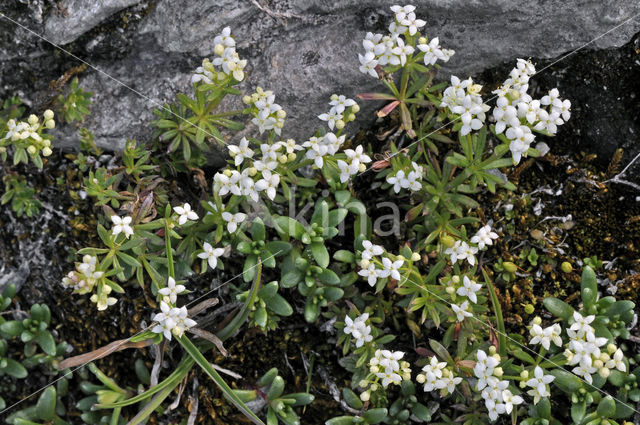 Peperboompje (Daphne alpina)