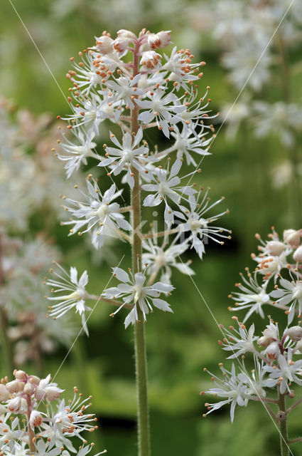Heartleaved Foamflower (Tiarella cordifolia)
