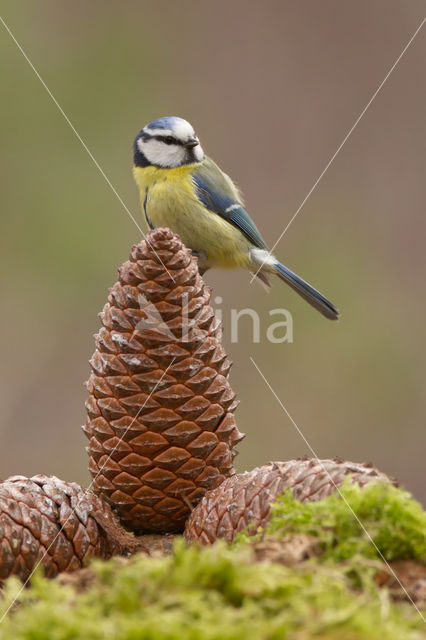 Blue Tit (Parus caeruleus)