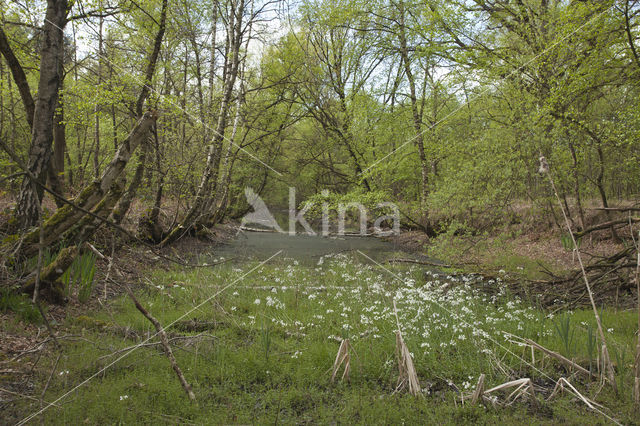 Cuckoo flower (Cardamine pratensis var angustifolia)