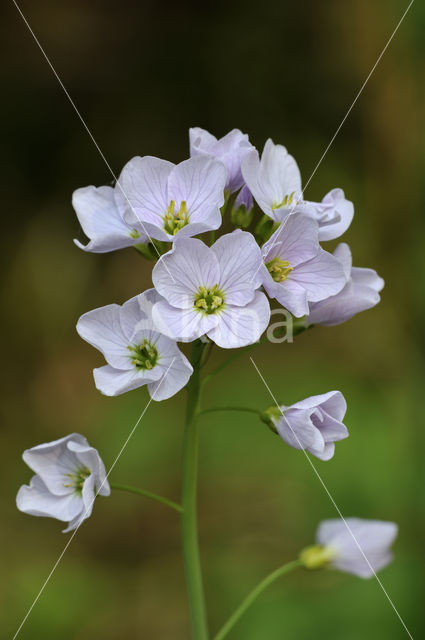 Pinksterbloem (Cardamine pratensis)