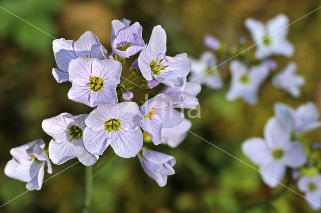 Pinksterbloem (Cardamine pratensis)