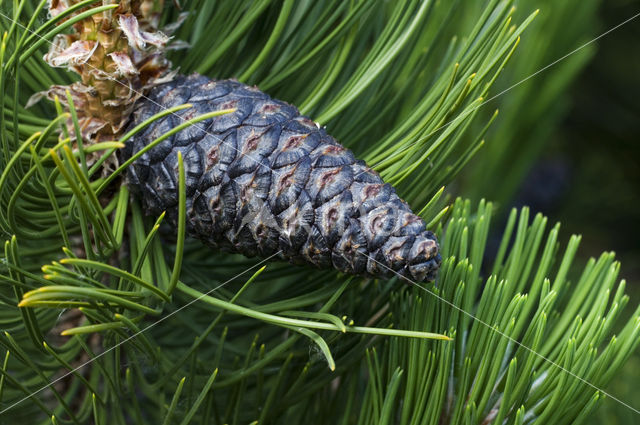 Pinus heldreichii