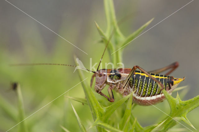 Poecilimon mytelenensis