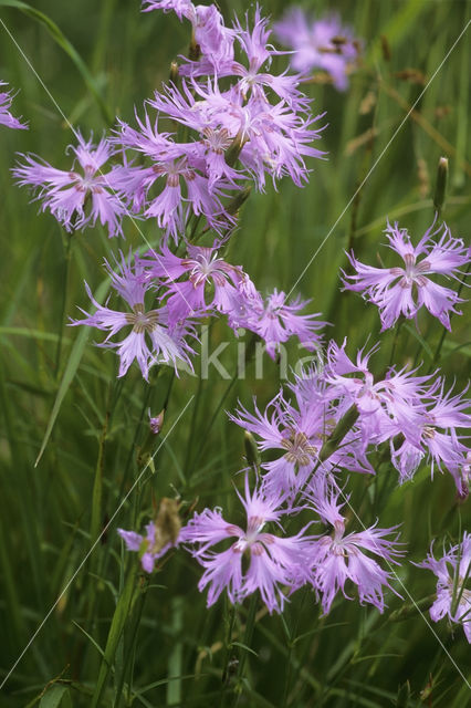 Fringed Pink (Dianthus superbus)