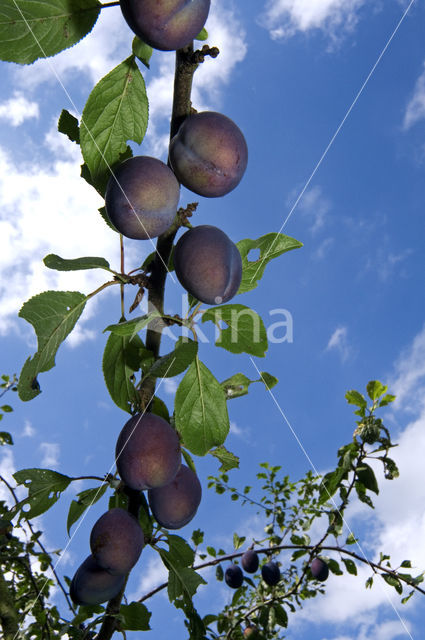 Plum (Prunus domestica domestica)