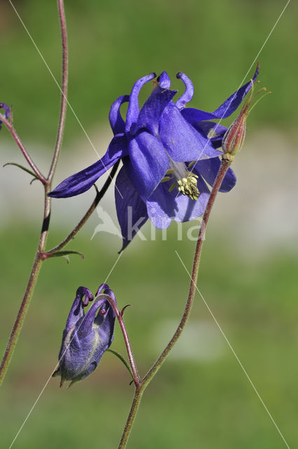 Pyrenean Columbine (Aquilegia pyrenaica)