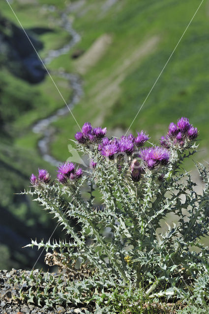 Pyrenean thistle (Carduus carlinoides)