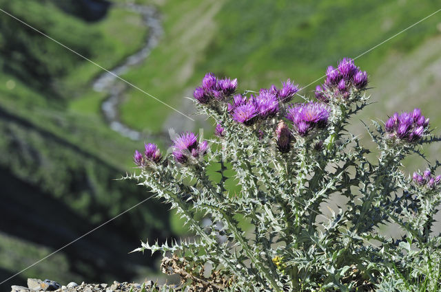 Pyrenean thistle (Carduus carlinoides)