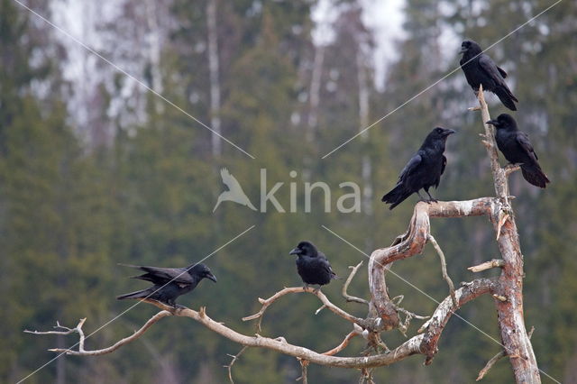 Raaf (Corvus corax)