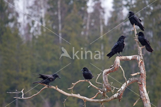 Common Raven (Corvus corax)