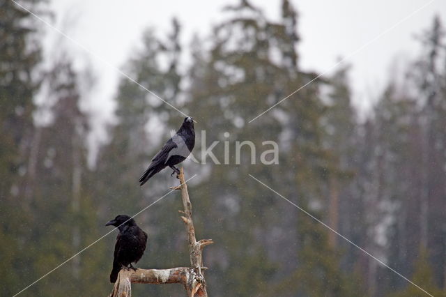 Raaf (Corvus corax)