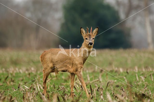Roe Deer (Capreolus capreolus)