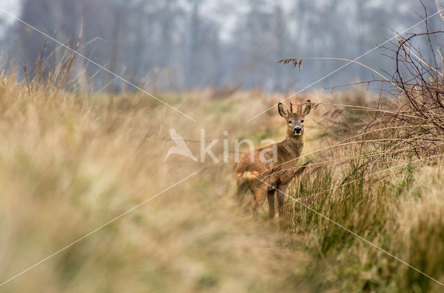 Roe Deer (Capreolus capreolus)