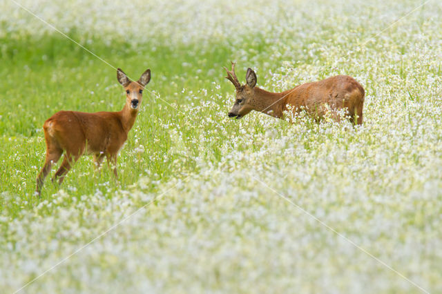 Ree (Capreolus capreolus)