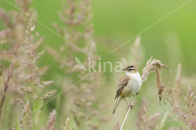 Rietzanger (Acrocephalus schoenobaenus)