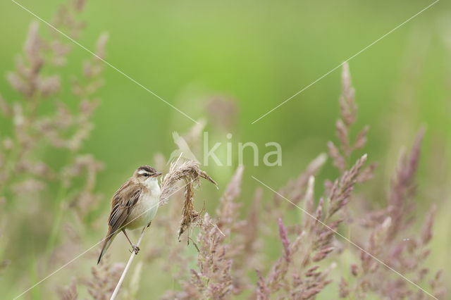 Rietzanger (Acrocephalus schoenobaenus)