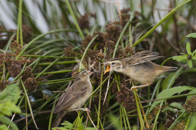 Sedge Warbler (Acrocephalus schoenobaenus)