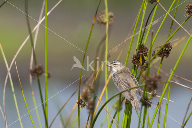 Rietzanger (Acrocephalus schoenobaenus)